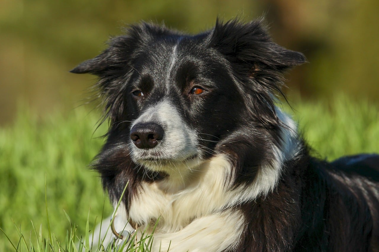 border collie 4854117 1280