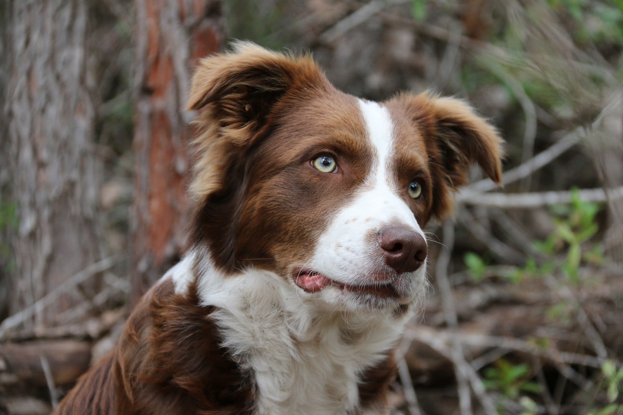 border collie 5045508 1280