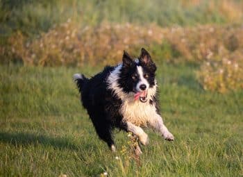 border collie 5150955 1280 1 350x255 1