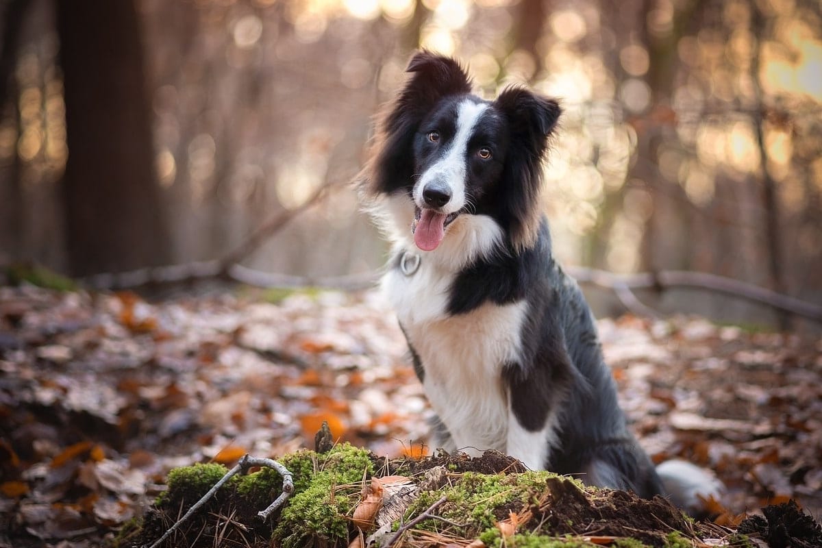 Border collie