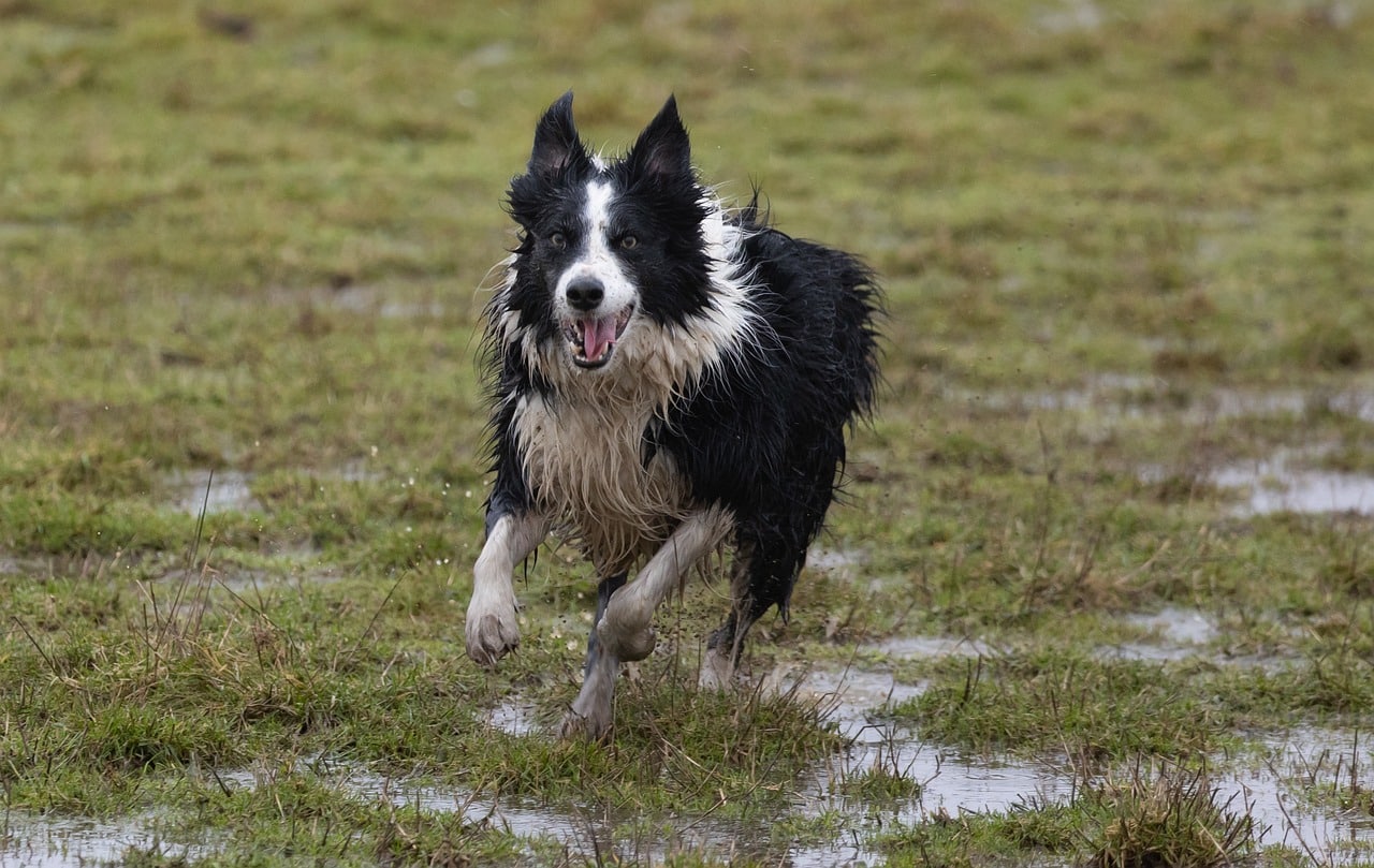 border collie 5967873 1280