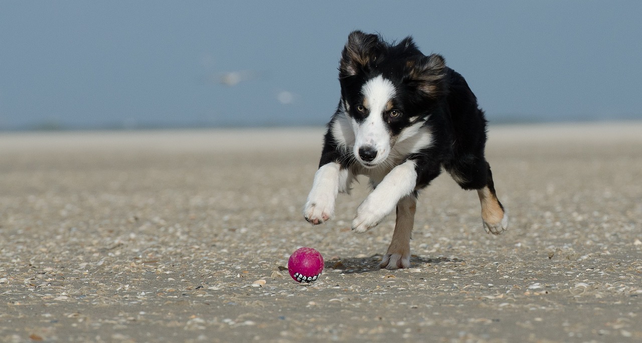 border collie 662705 1280