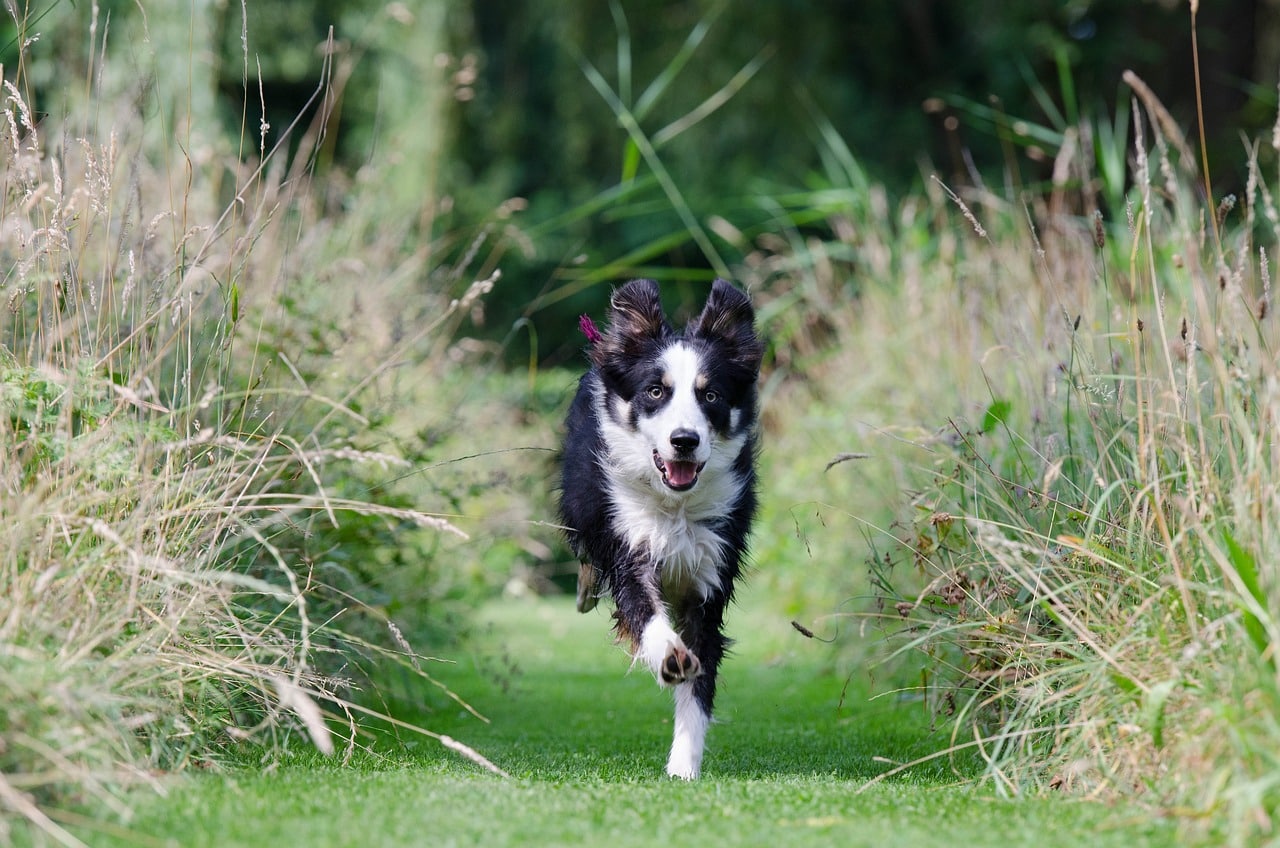 border collie 662786 1280