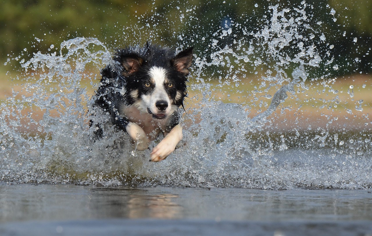 border collie 667488 1280