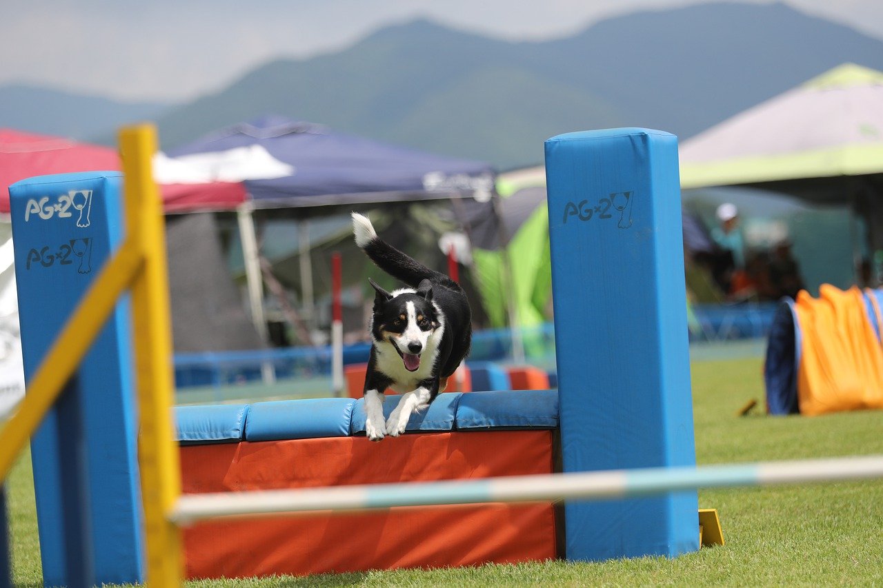 Border collie