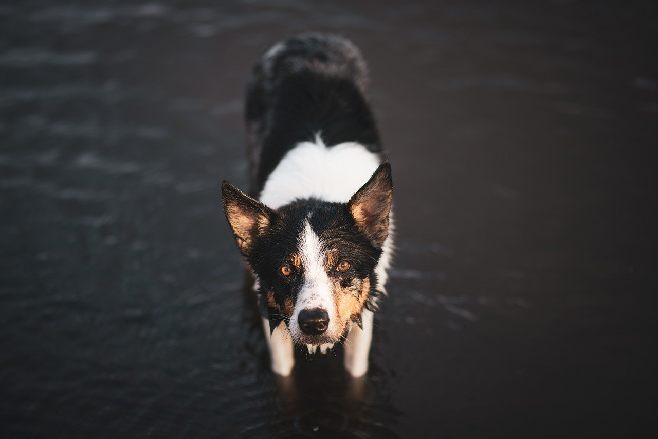 border collie 8152437 1280