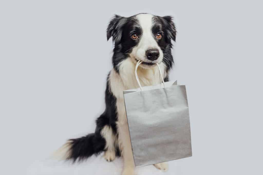 border collie holding shopping bag in mouth isolated on white background 1024x683 1