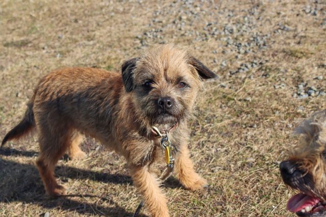 border terrier 5323477 1280 1 e1717636362509