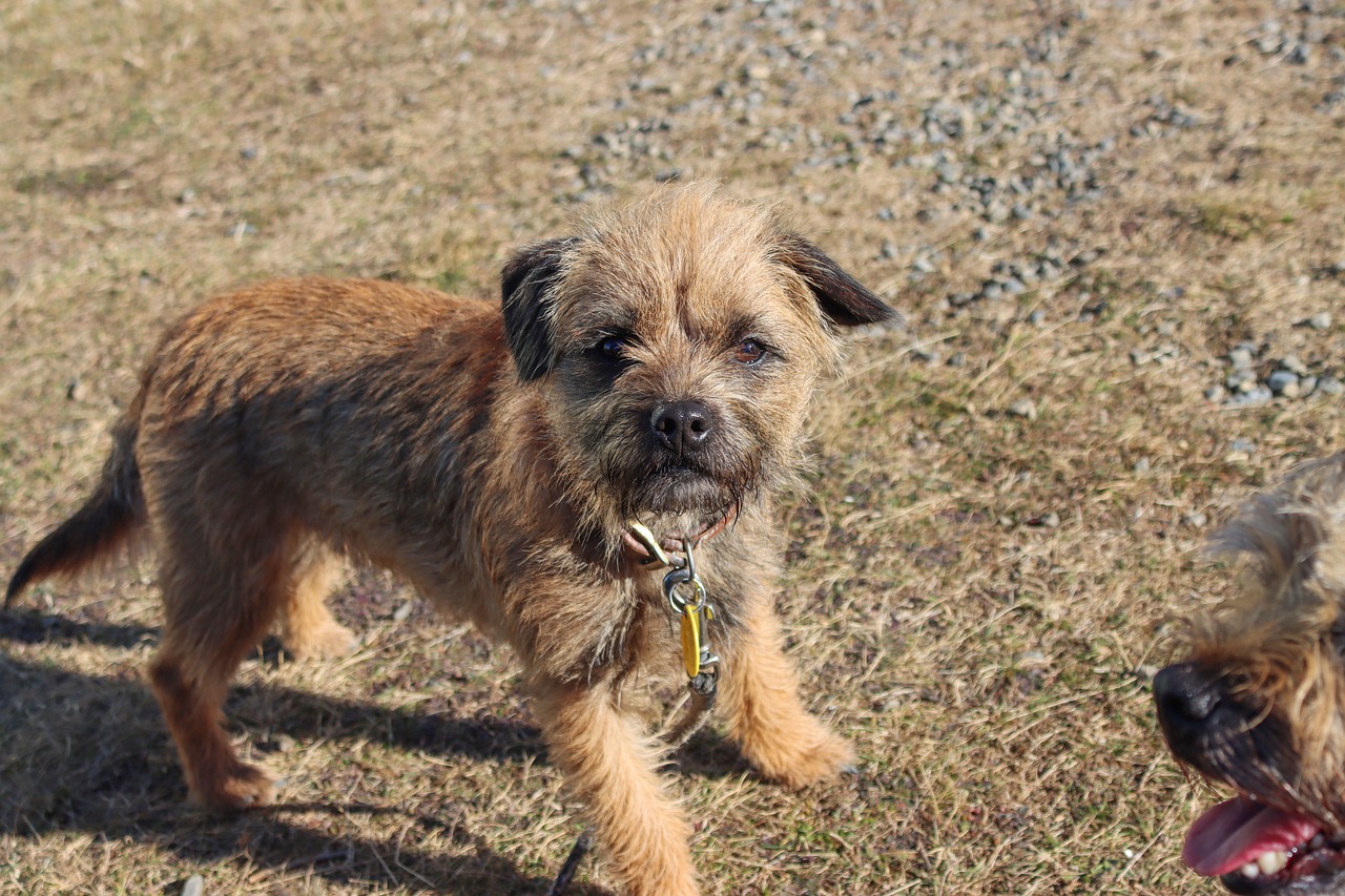 border terrier 5323477 1280