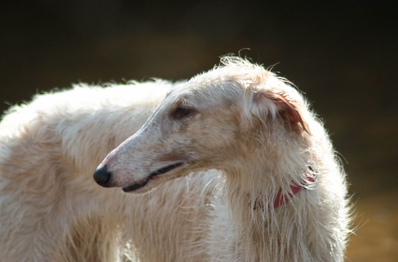 Borzoi