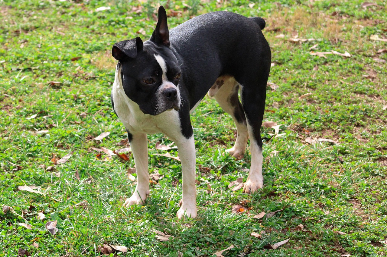 boston terrier 6906455 1280 2