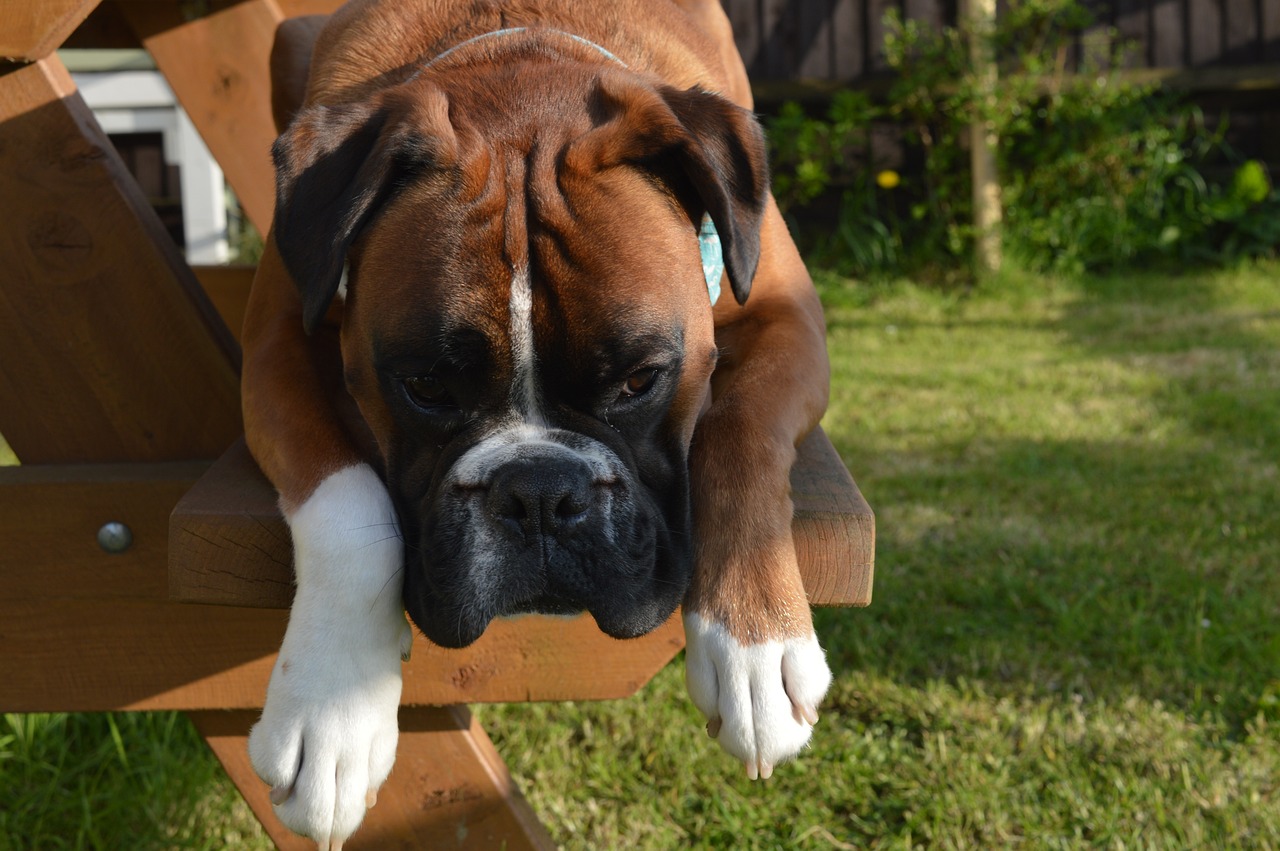 boxer dog 3637369 1280