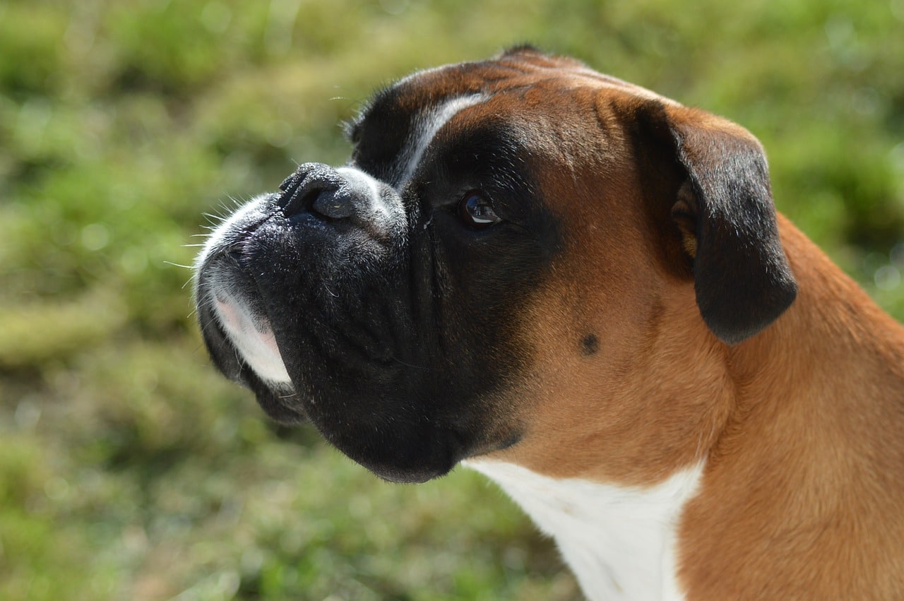 boxer dog 3651029 1280