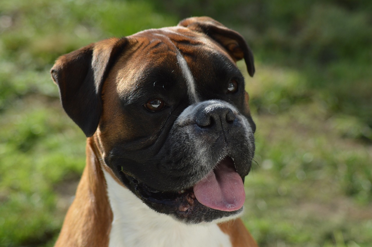 boxer dog 3651031 1280 1