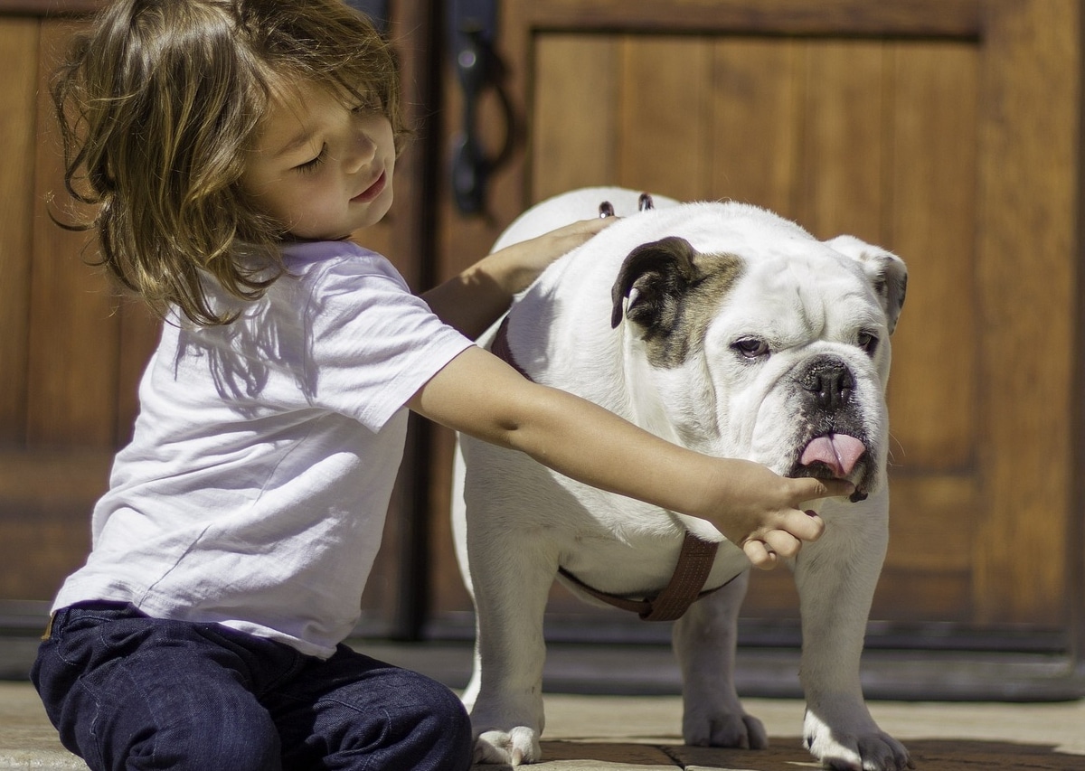 English Bulldog