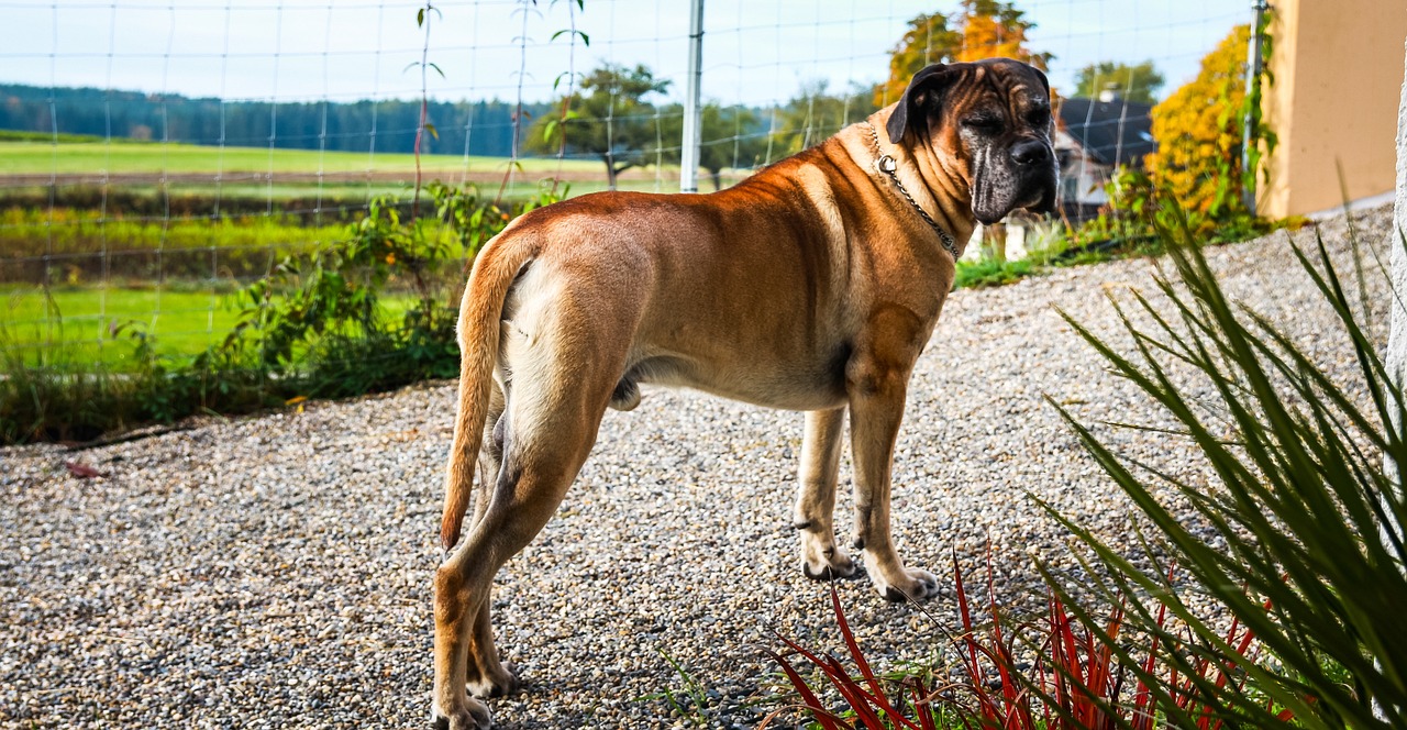 cane corso 7176603 1280 1