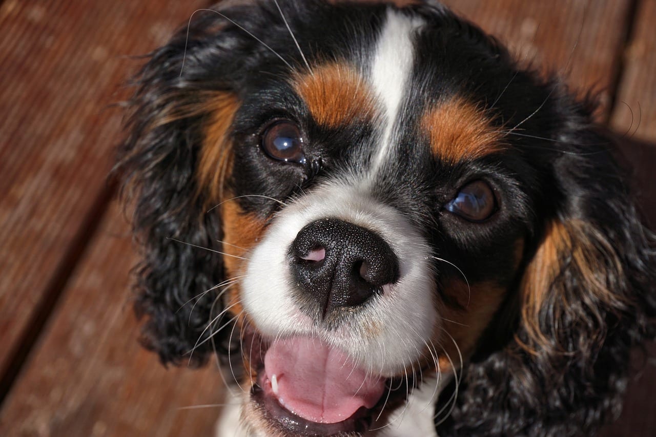 cavalier king charles 2834176 1280