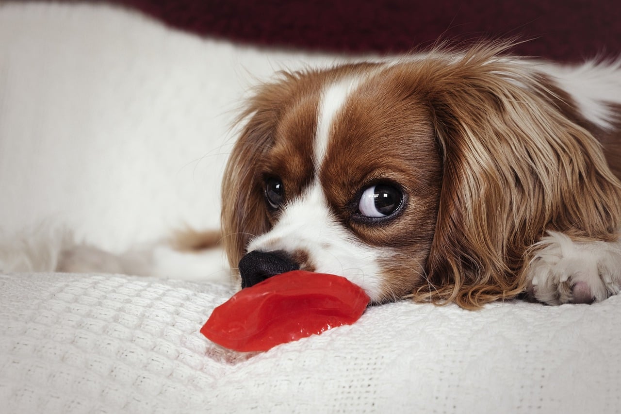 cavalier king charles spaniel 5951997 1280