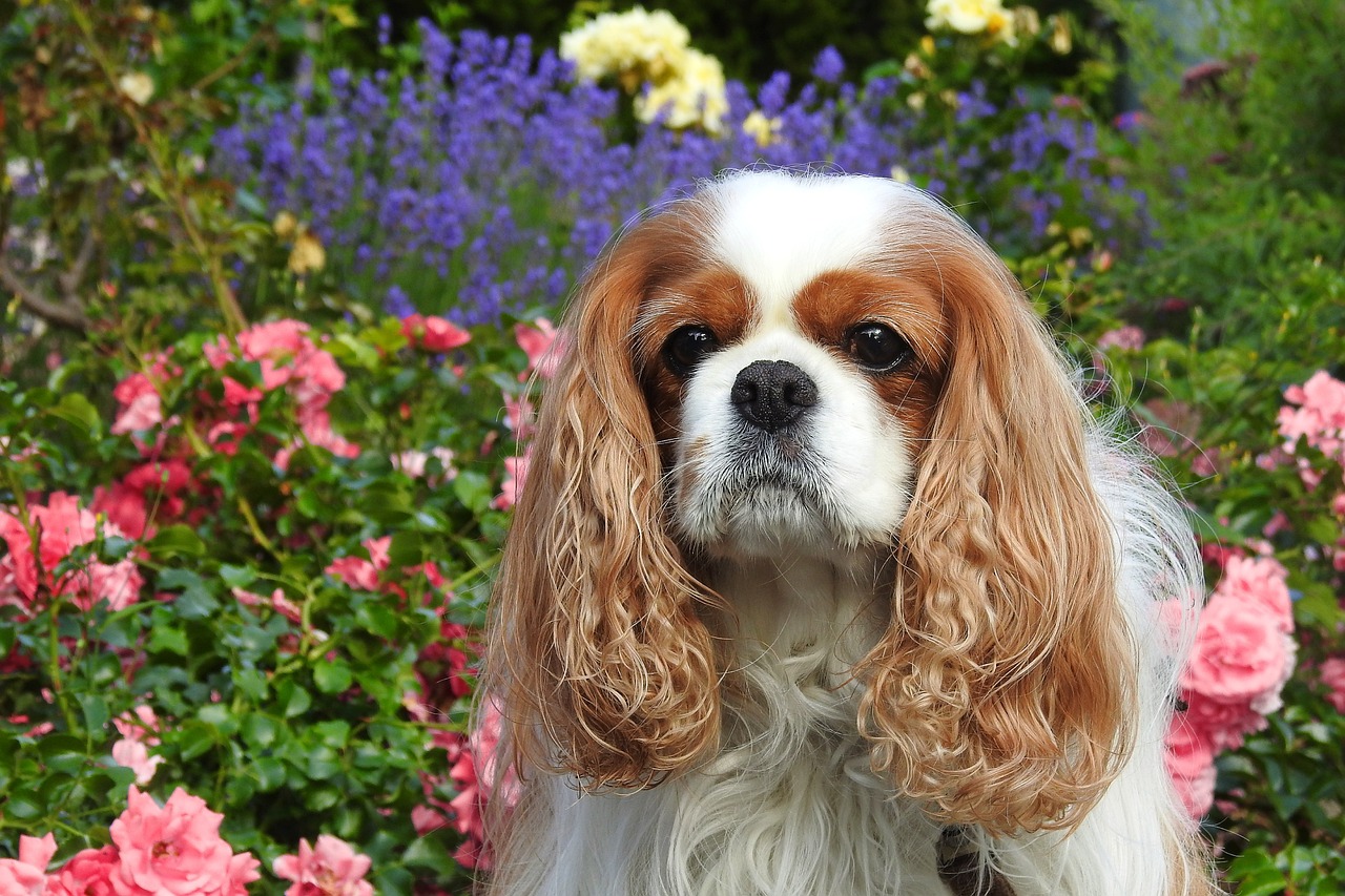 cavalier king charles spaniel 7287755 1280 1