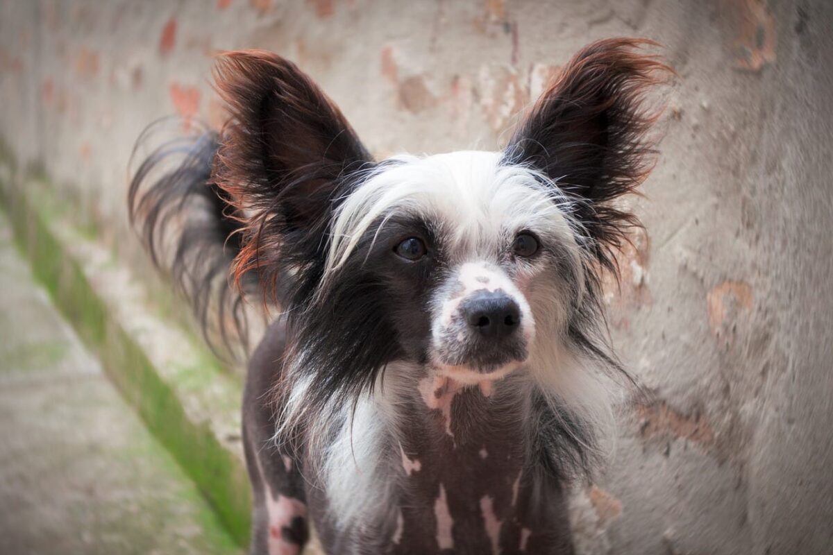 Chinese Crested