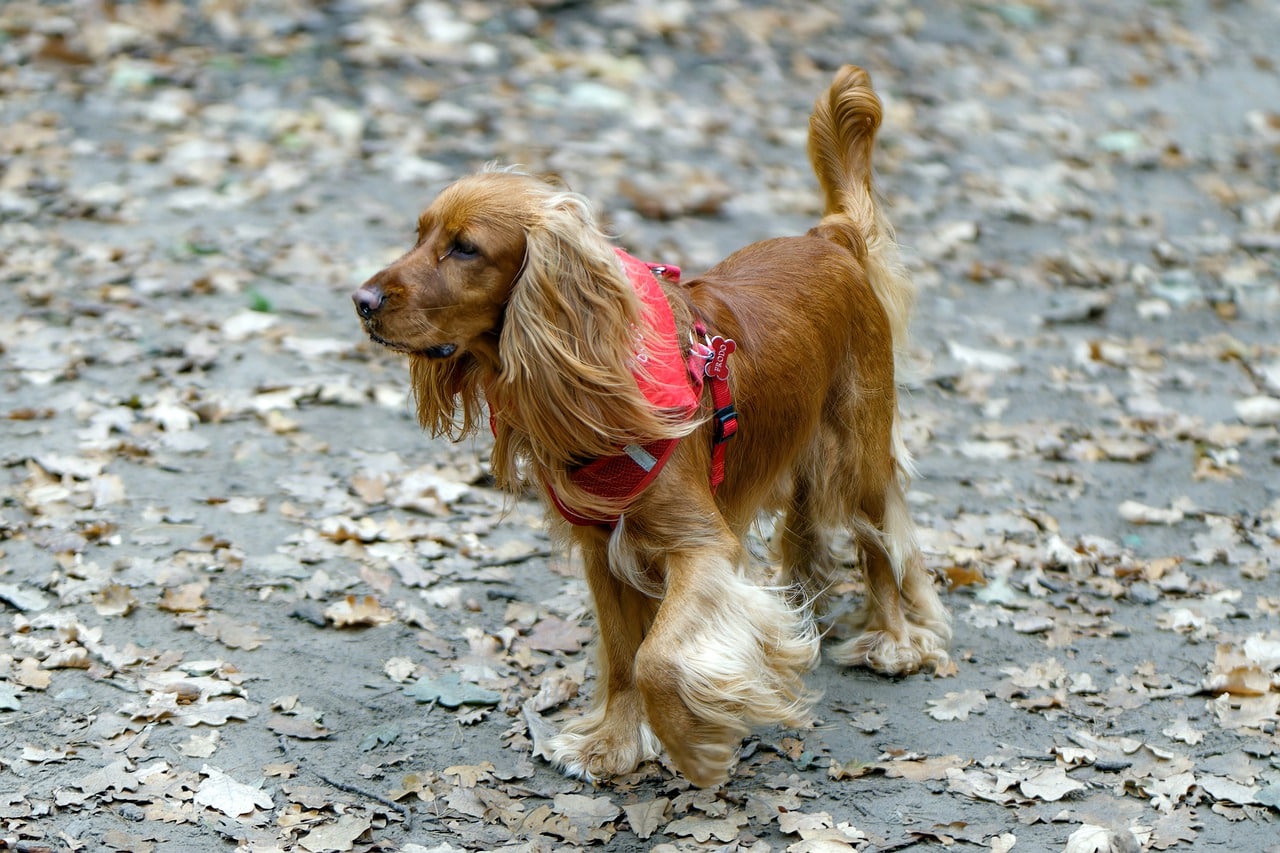 cocker spaniel 7832142 1280 5