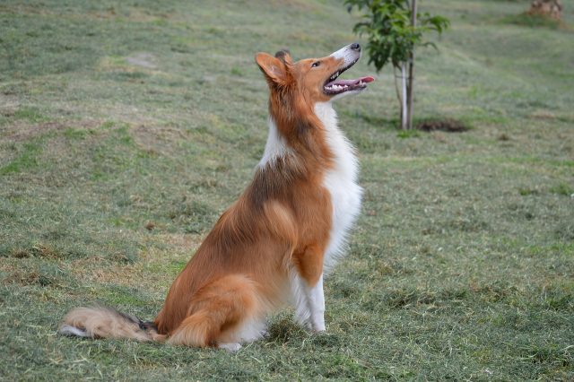 collie 1926664 1280 e1719376872138