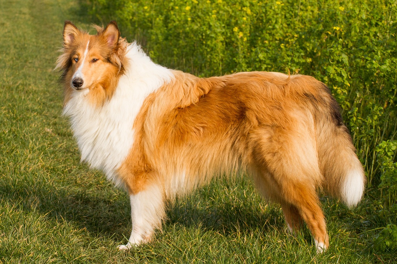 collie 385086 1280