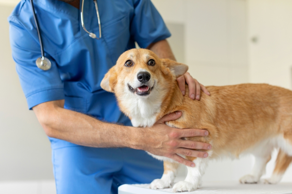 corgi dog checked by vet