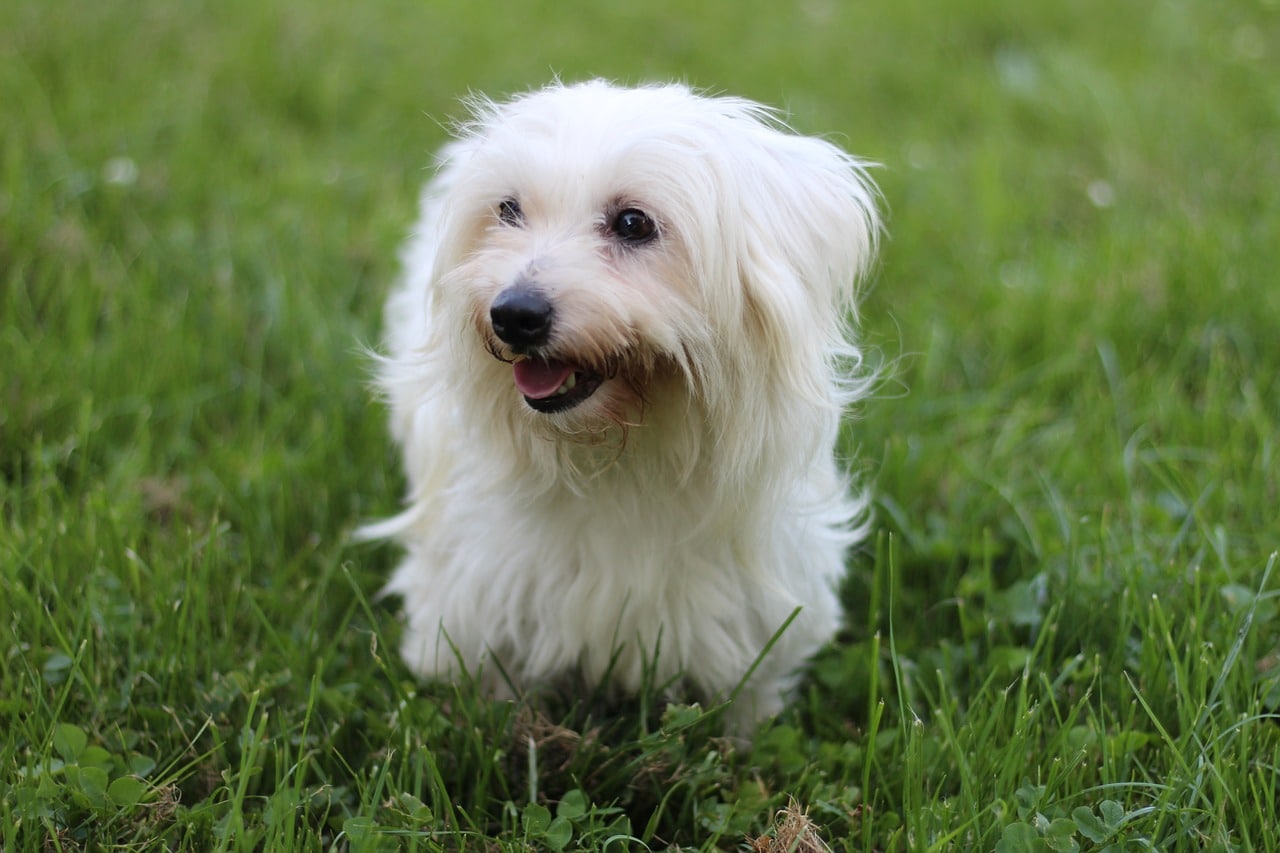 coton de tulear 5763796 1280 1