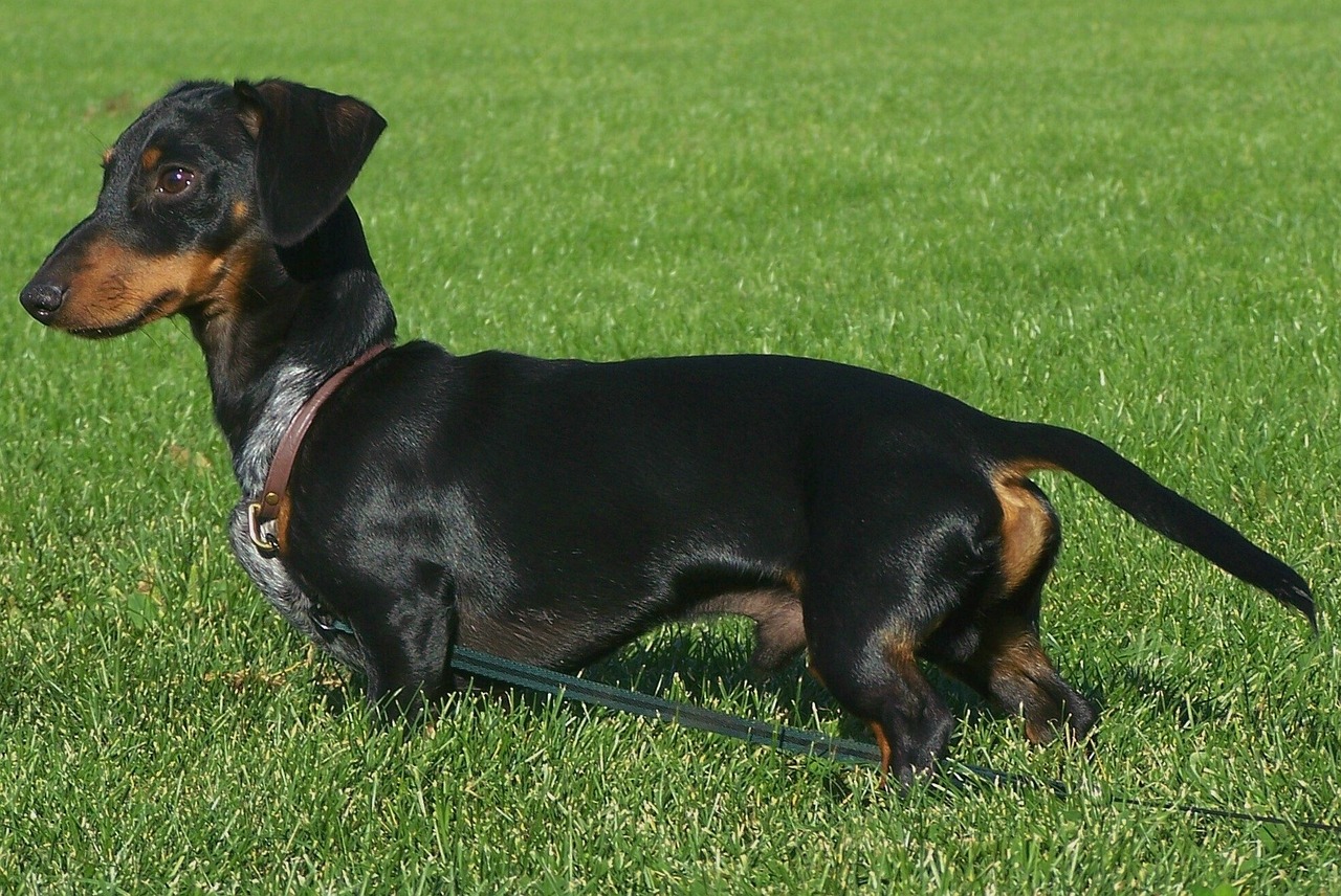 dachshund 514729 1280 1