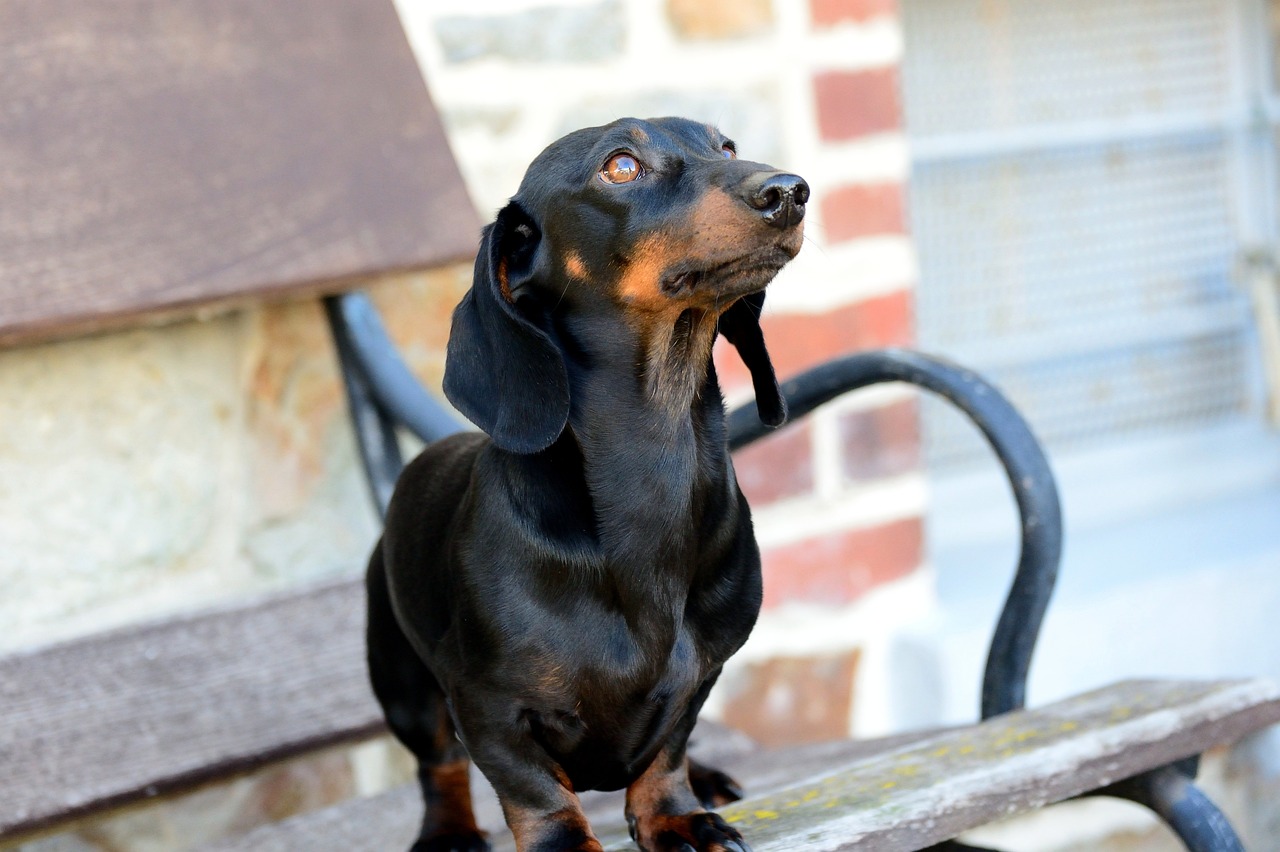 dachshund 5390437 1280