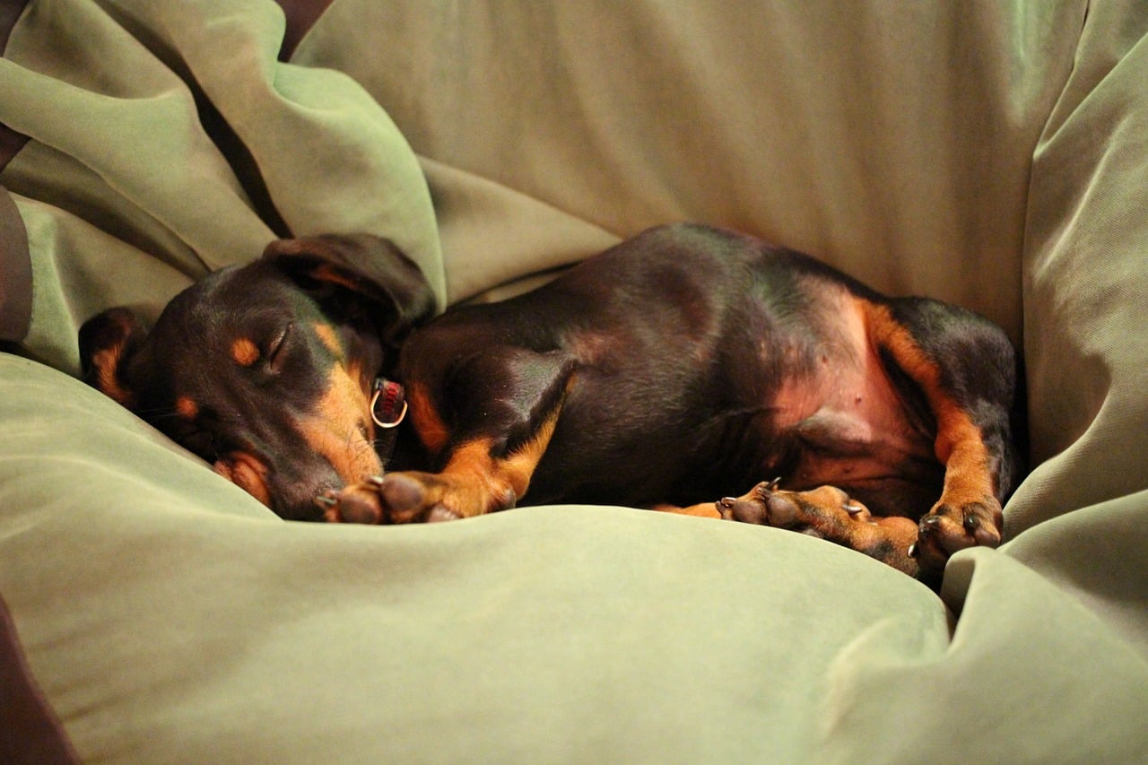 dachshund 7200350 1280