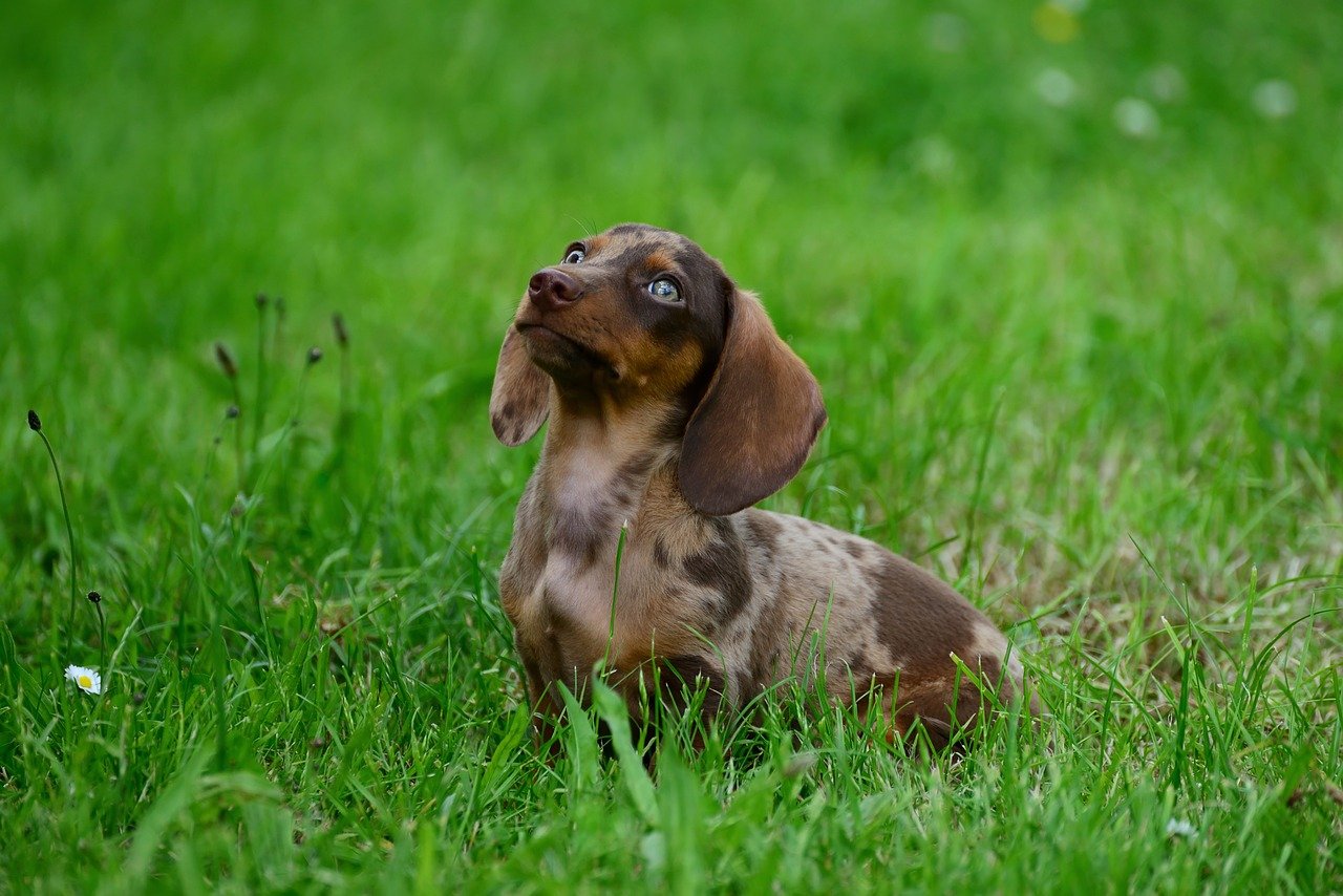 dachshund 8910099 1280 1 1