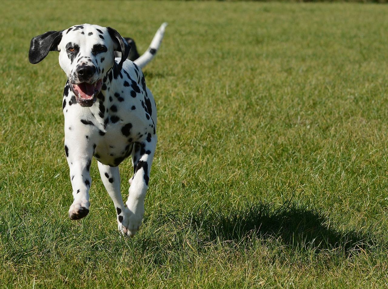 dalmatian 3737540 1280 1