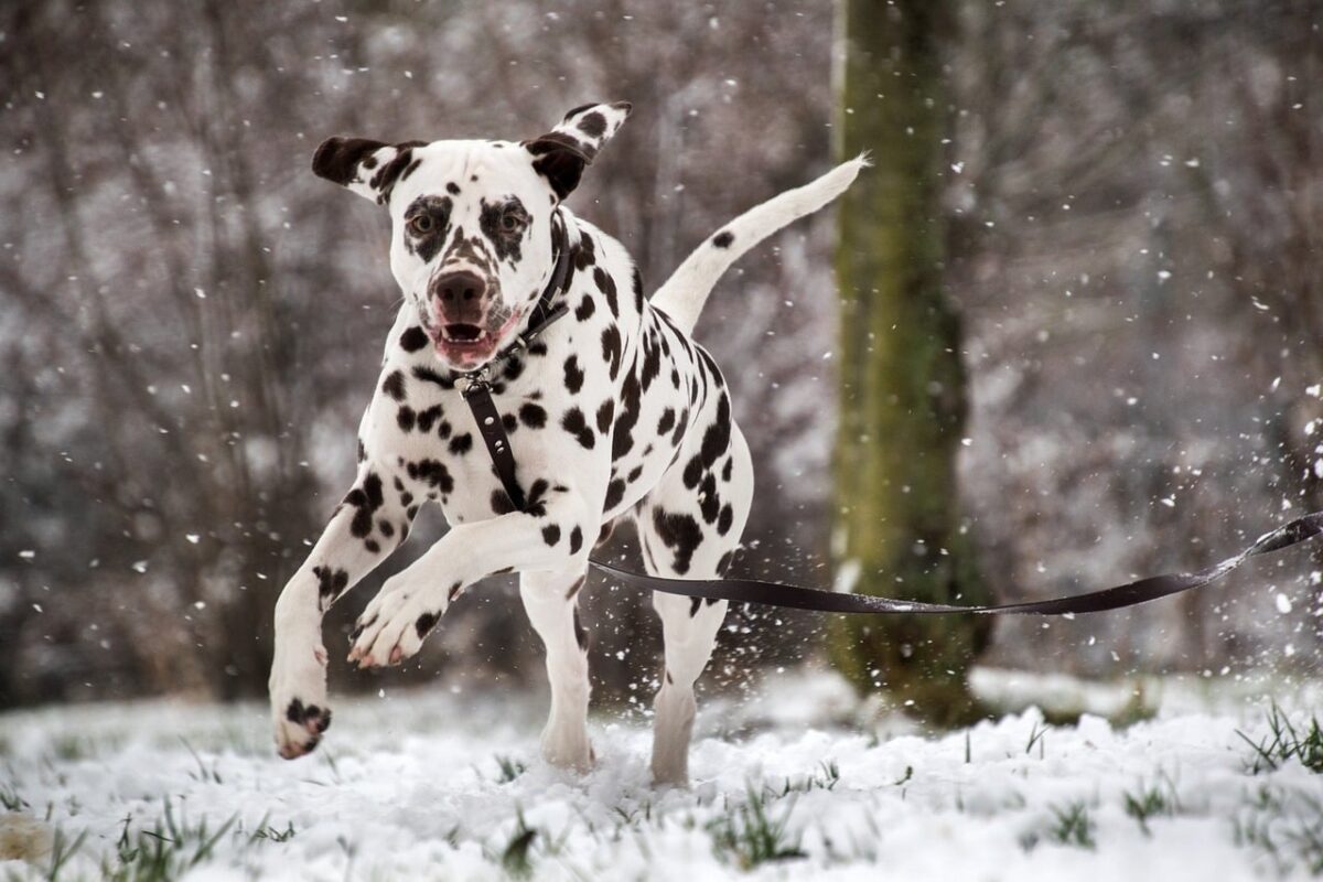 dalmatian 5902406 1280 e1730824865242