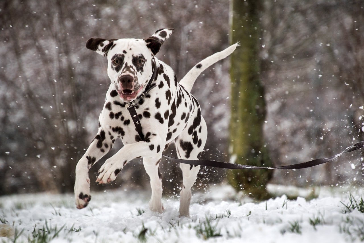 dalmatian 5902406 1280