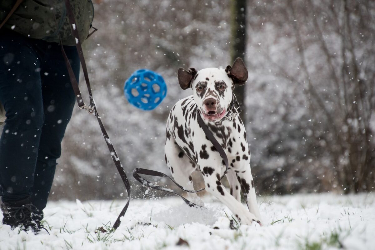 dalmatian 5902411 1280 e1730467529327