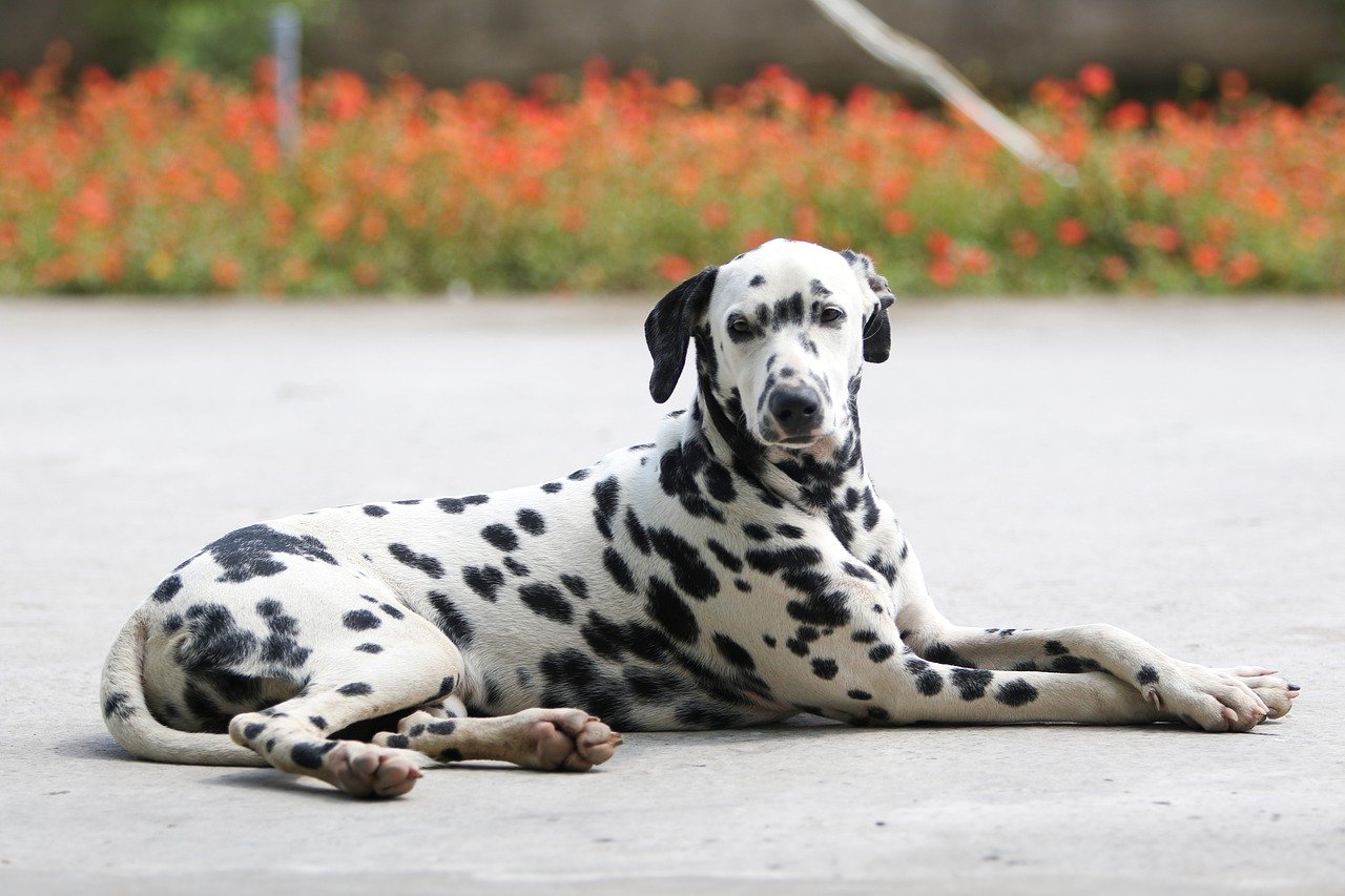 dalmatian 7782107 1280