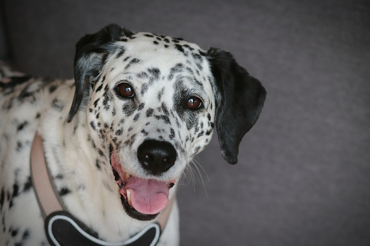 dalmatian 8098892 1280