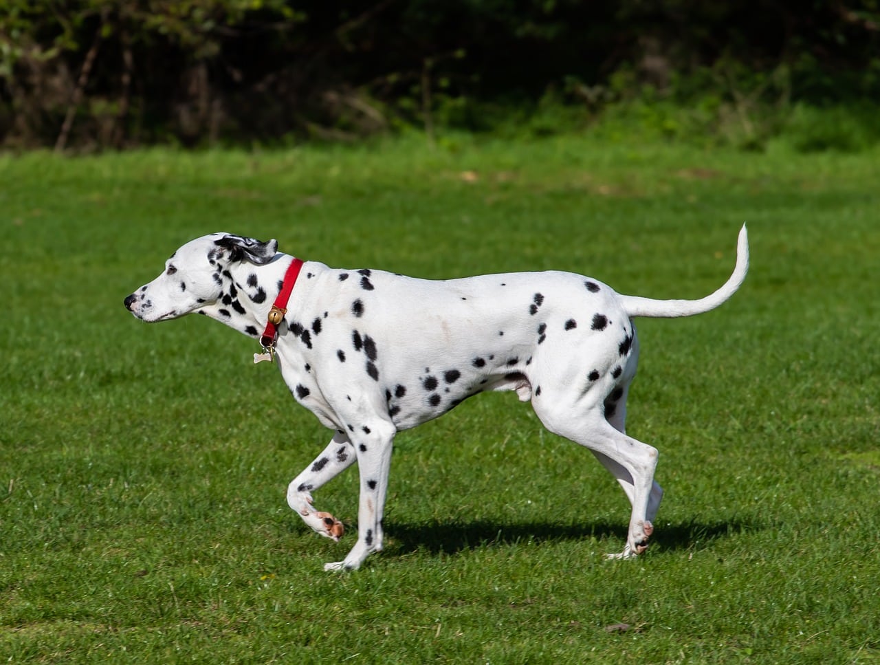 dalmatian dog 4540724 1280