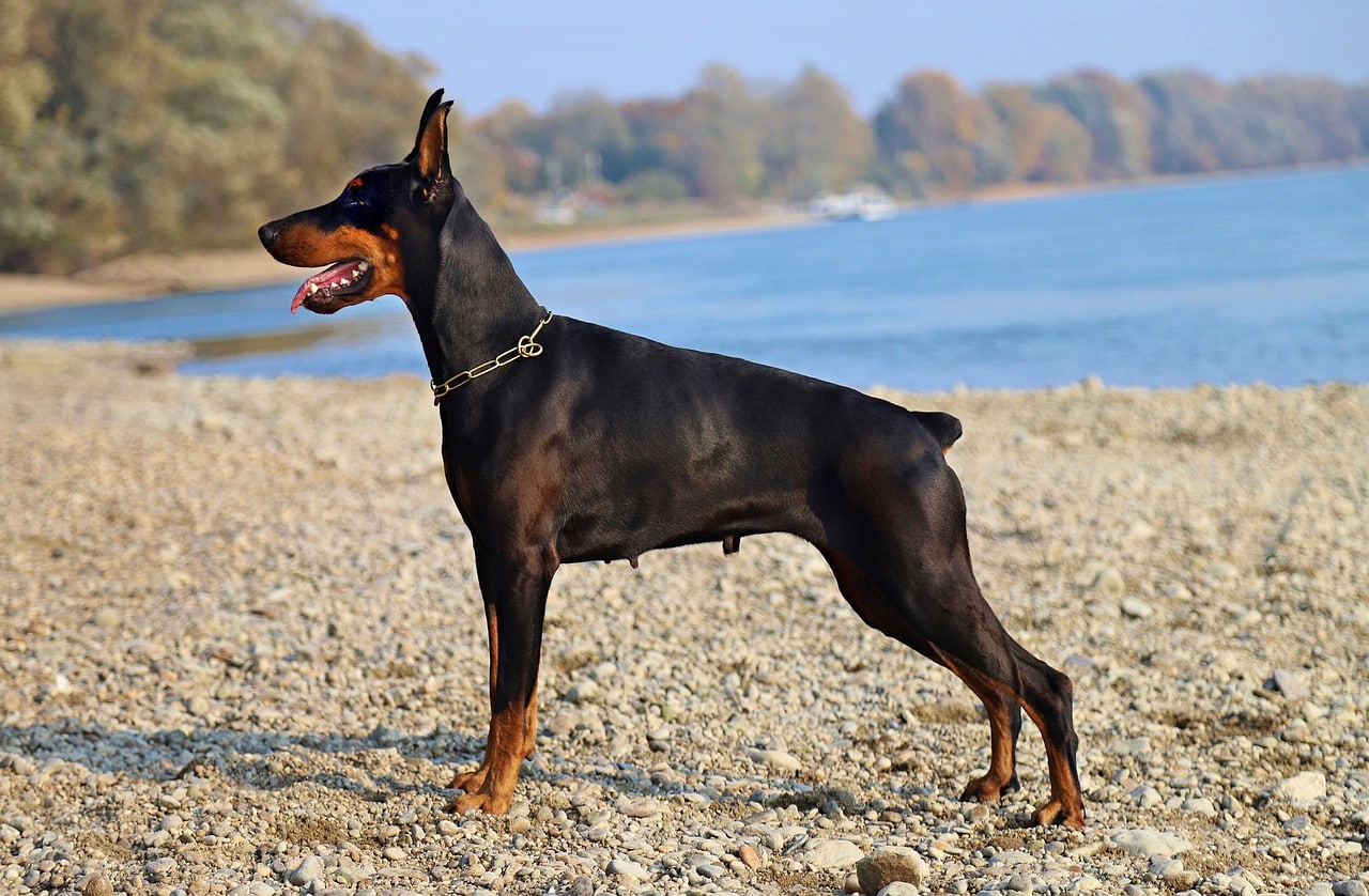 doberman 4017250 1280