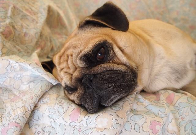 Pug feeling lonely