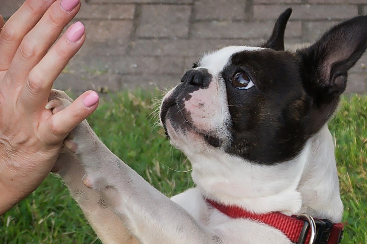 Boston Terrier dog