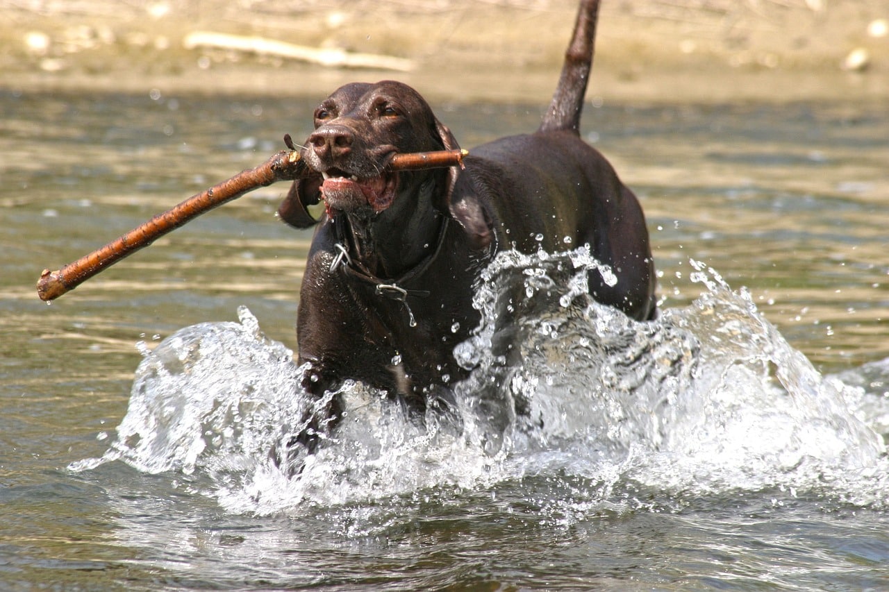 German Shorthaired Pointer