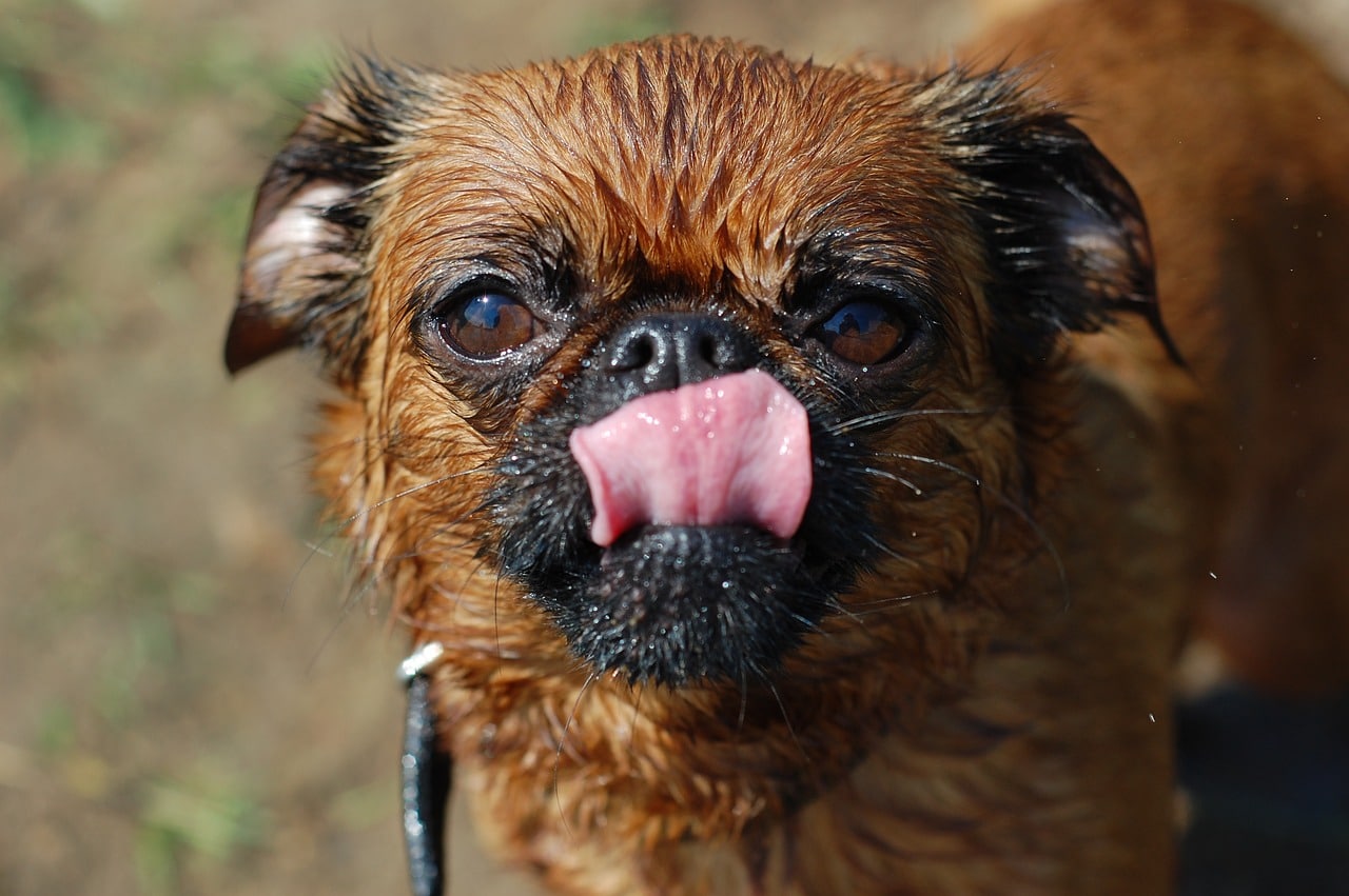 Brussels Griffon