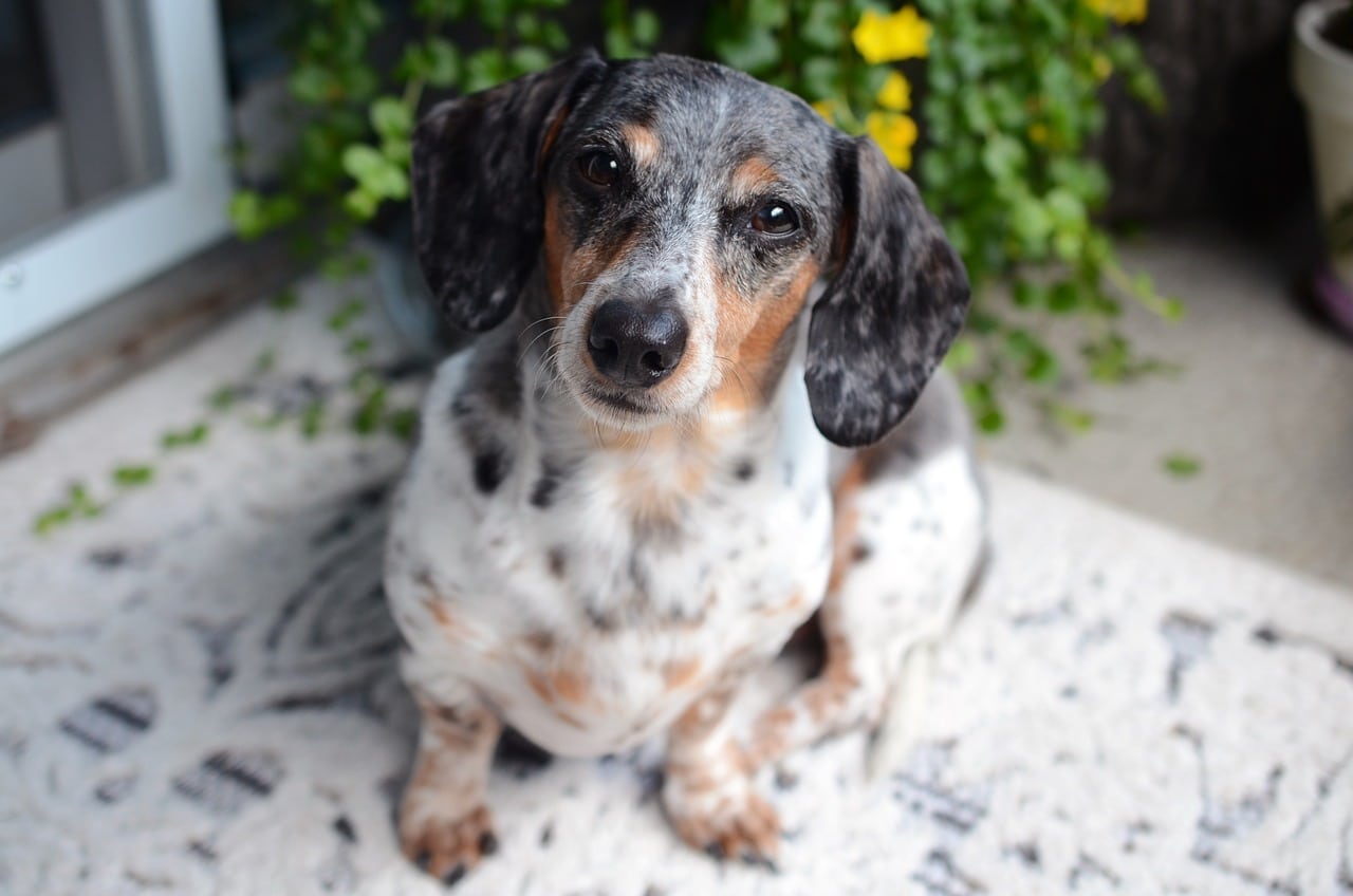 Dapple Dachshund