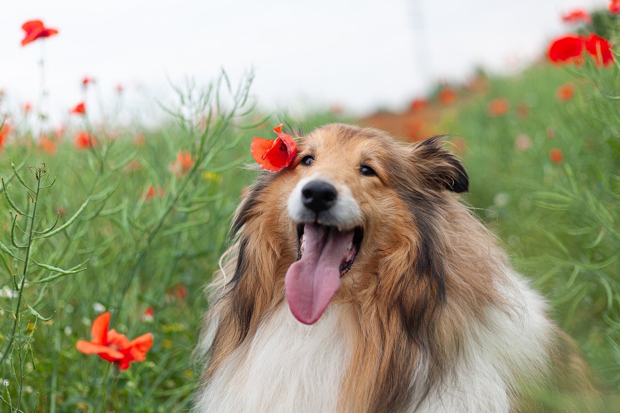 Rough collie