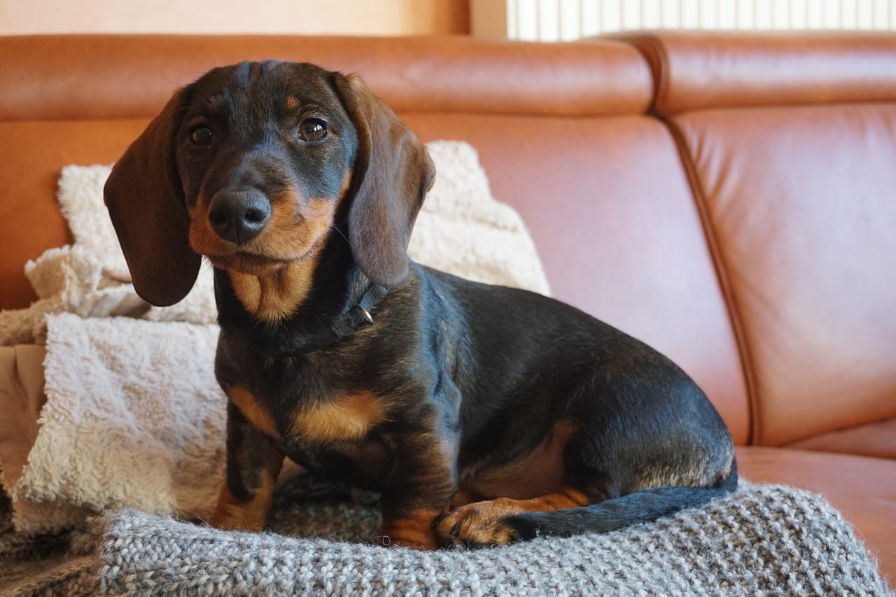 Dachshund