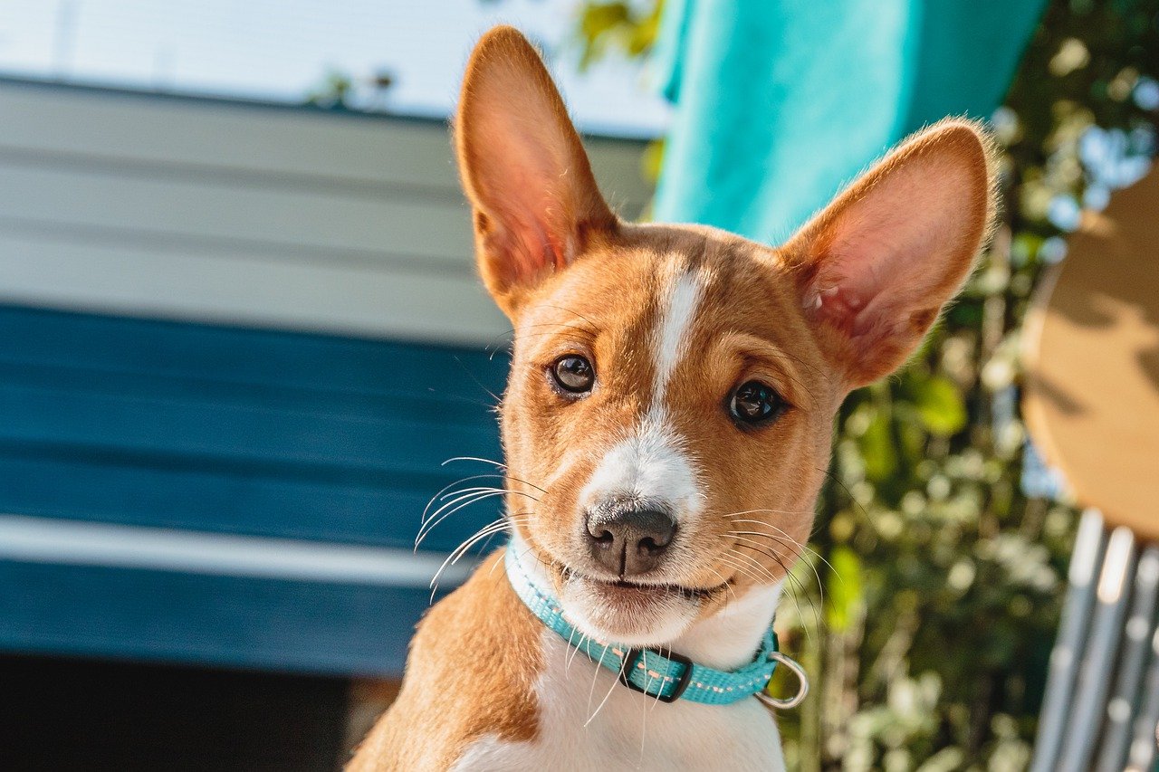 Basenji