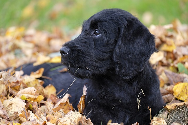 best fresh dog food for Labradoodles